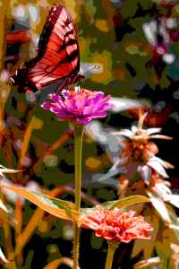 butterfly in the garden